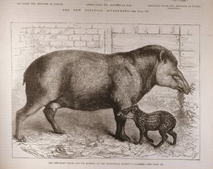 Le nouveau-né tapir et sa mère, dans les jardins de la Société zoologique, du 